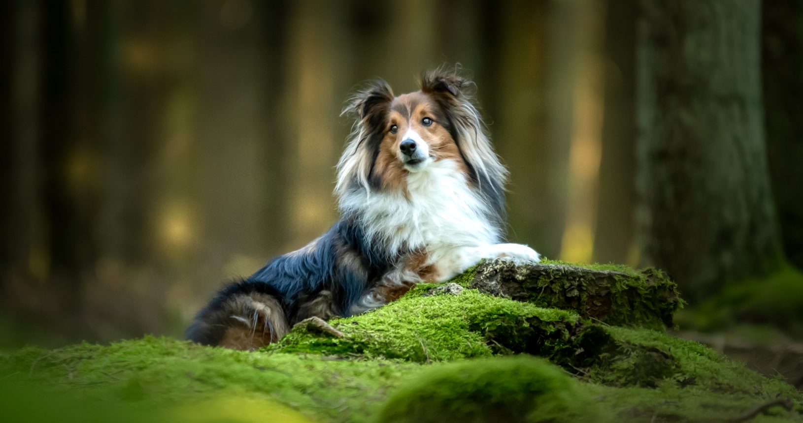 photographe canin en auvergne