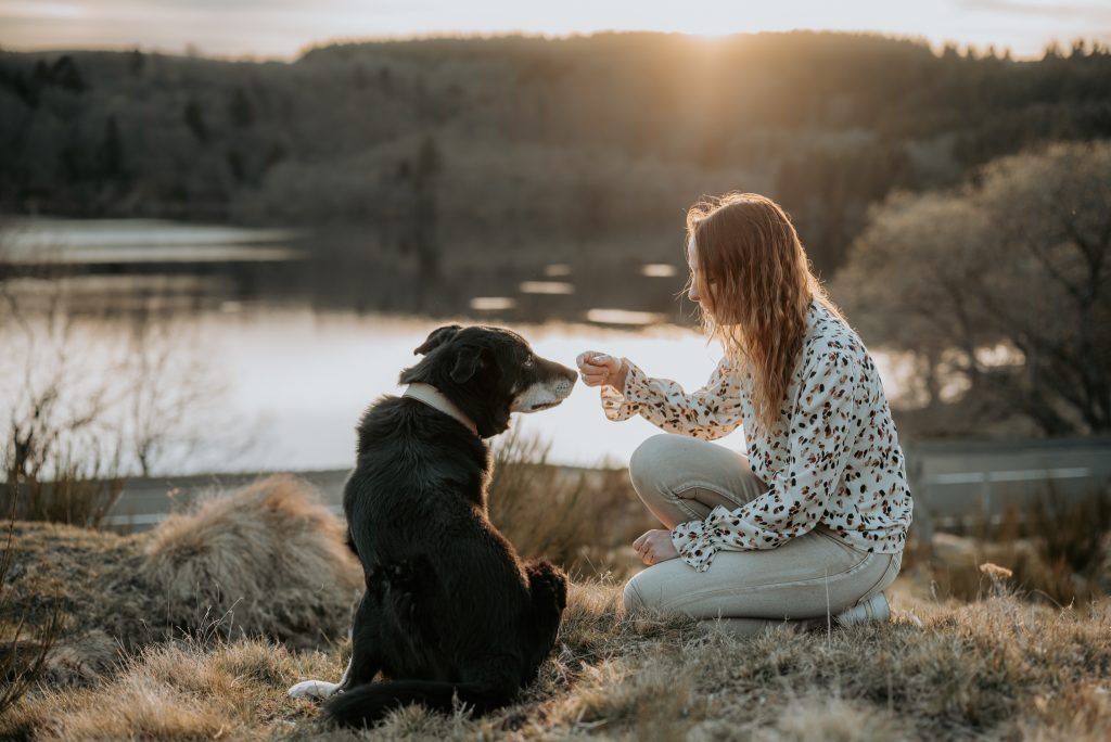 Photographe canin en Auvergne