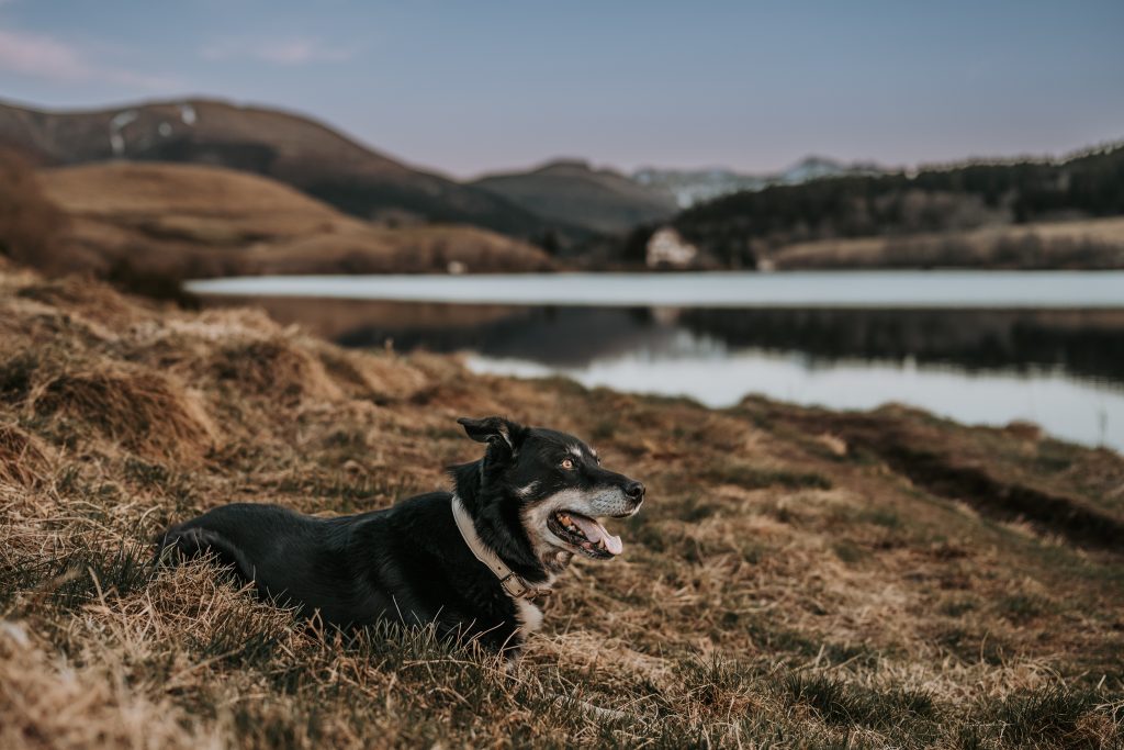 Photographe canin en Auvergne